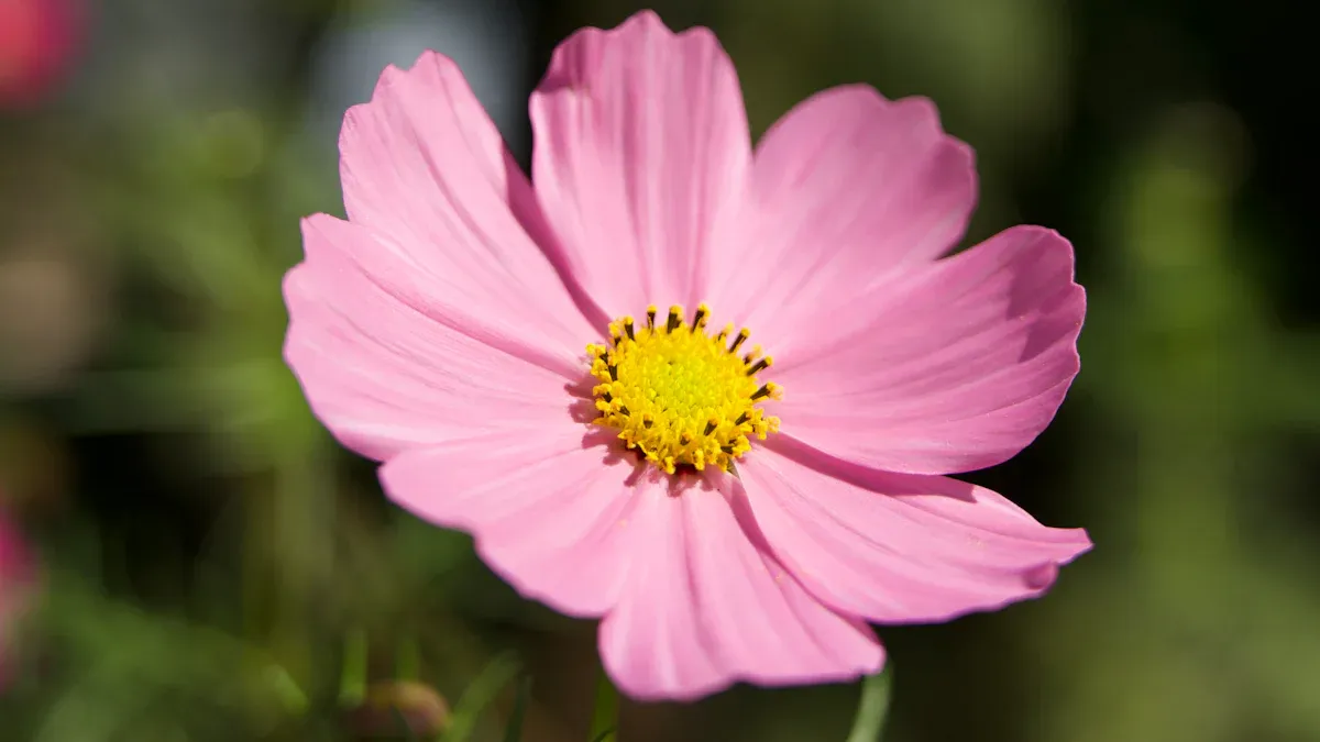 Optimize Spectrum for Every Growth Stage