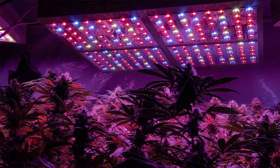 hemp grow lights