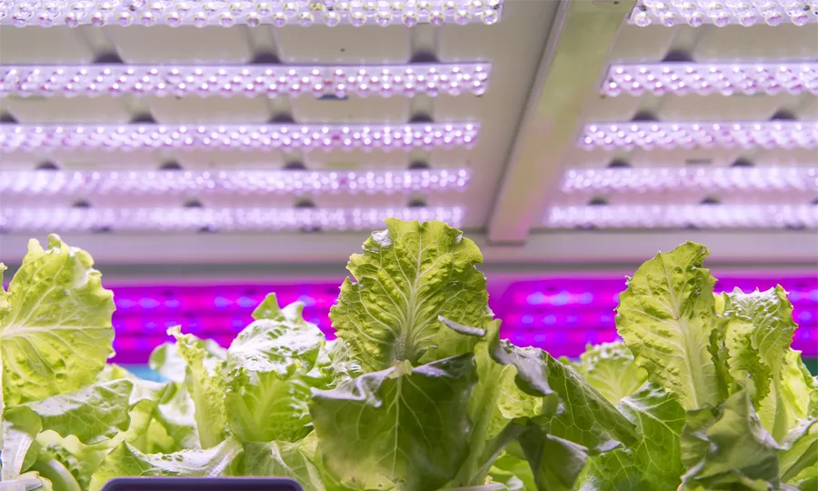 vegetable grow lights