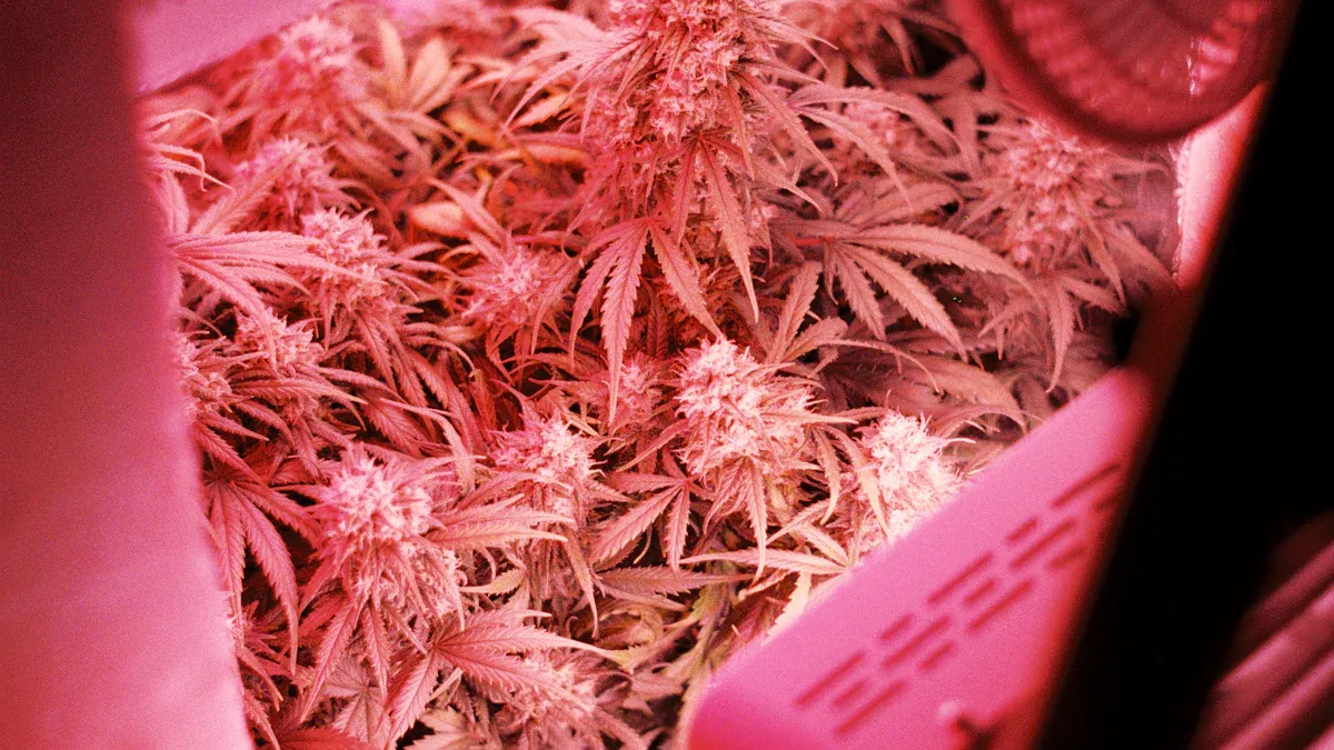 Benefits of Grow Lights for Houseplants