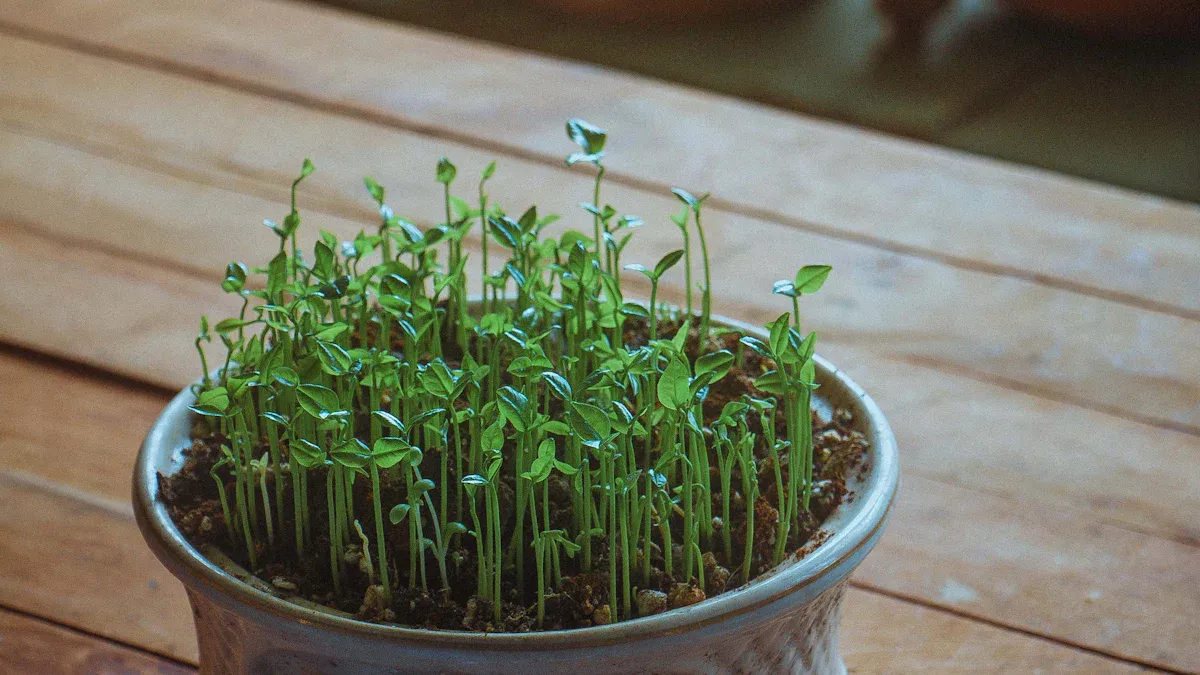 Best Full Spectrum LED Grow Lights