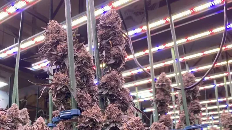 Best LED Grow Lights