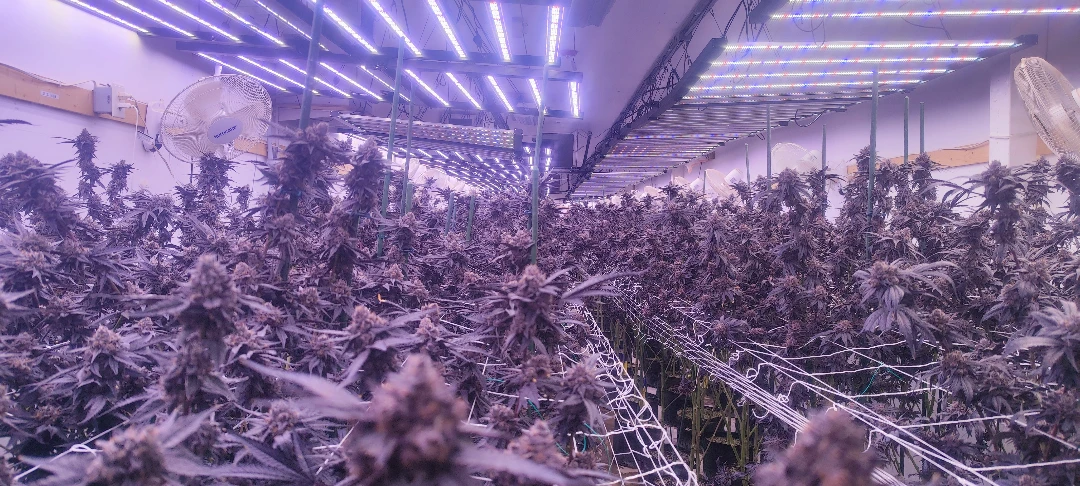 Best Ultraviolet Lamps for Plants 2026