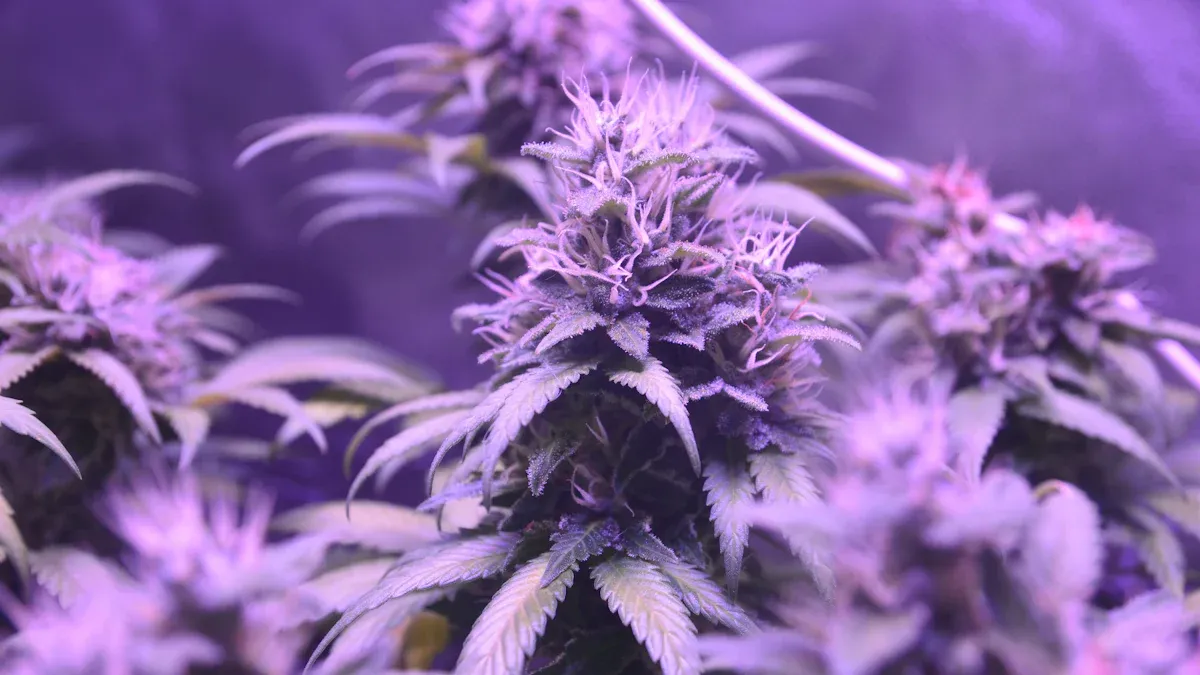 Blurple Grow Light Performance