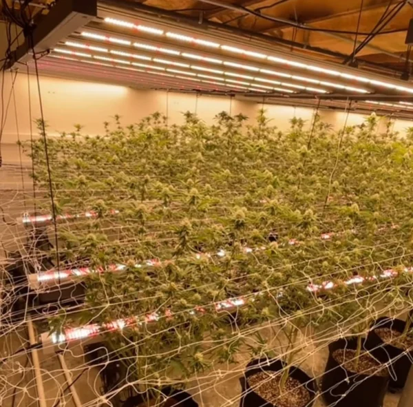 Compare Cheap Grow Light Types