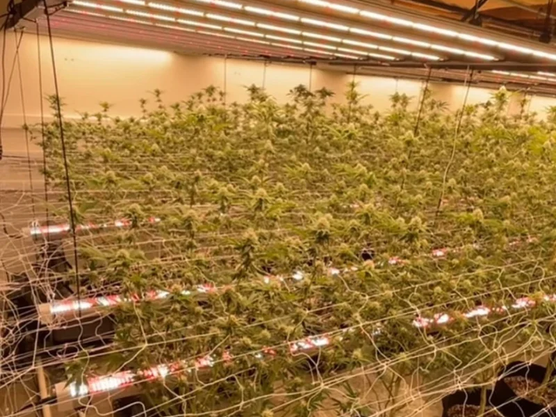 Compare Cheap Grow Light Types