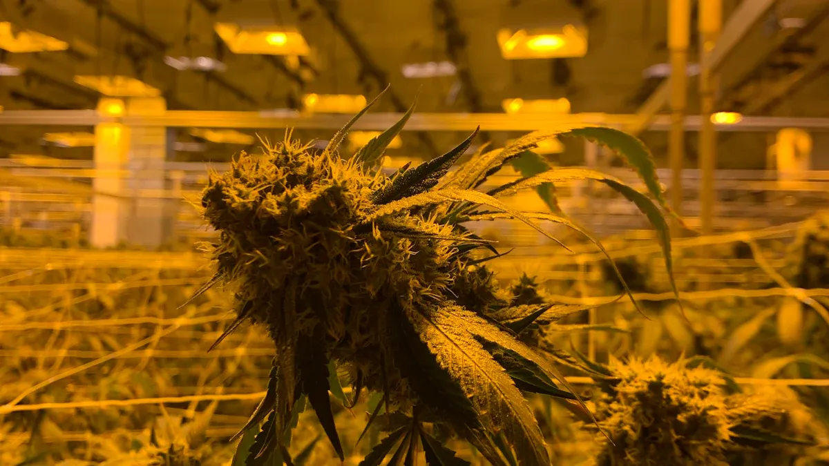 Comparing LED, HID, and Fluorescent Grow Lights for Cannabis