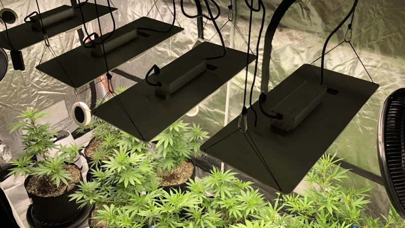 Maxisun LED Grow Light