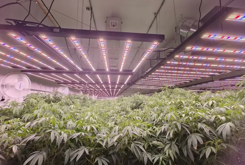 Top 5 LED Grow Lights for Sale in 2026