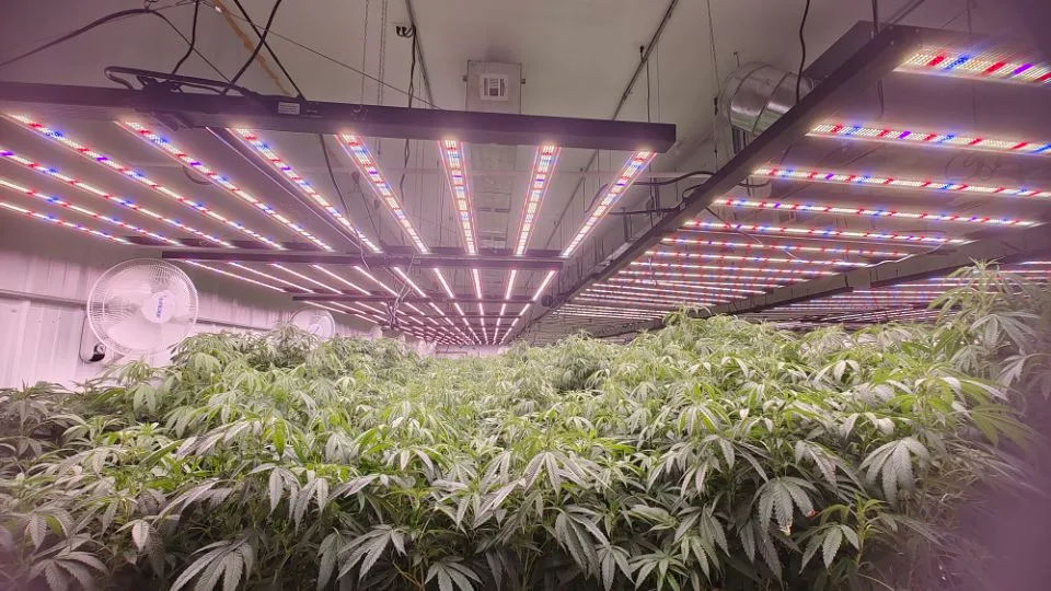 Top 5 LED Grow Lights for Sale in 2026