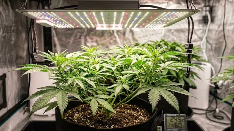 who use LED grow lights