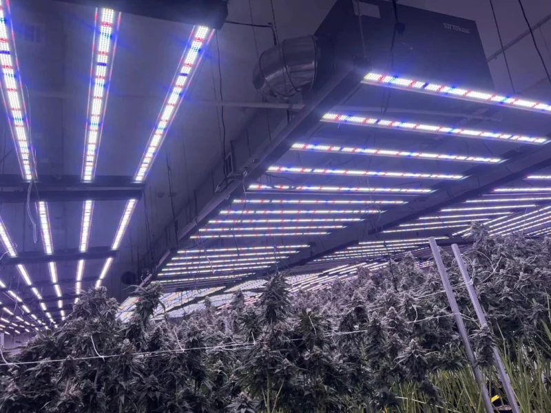 1000 Watt LED Grow Light Coverage, Yield Potential and Power Usage