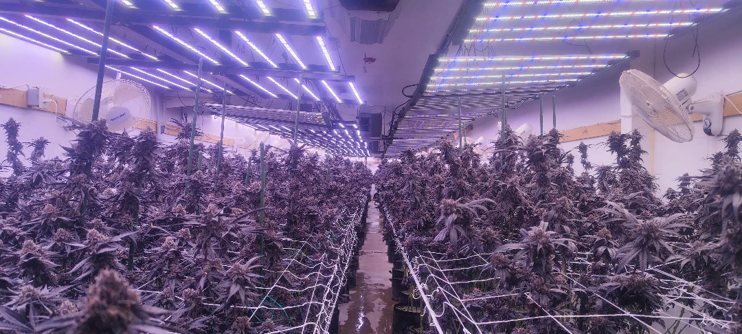 4x4 Grow Light Comparison Table