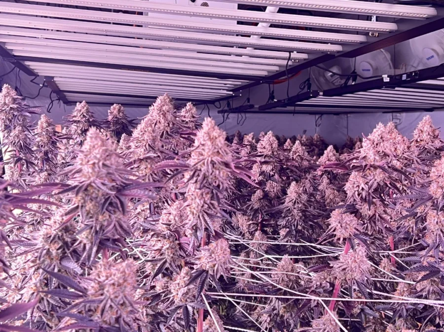 Affordable Grow Lights That Boost Plant Growth Fast