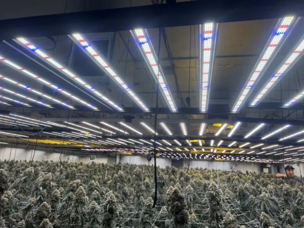 Affordable LED Grow Lights