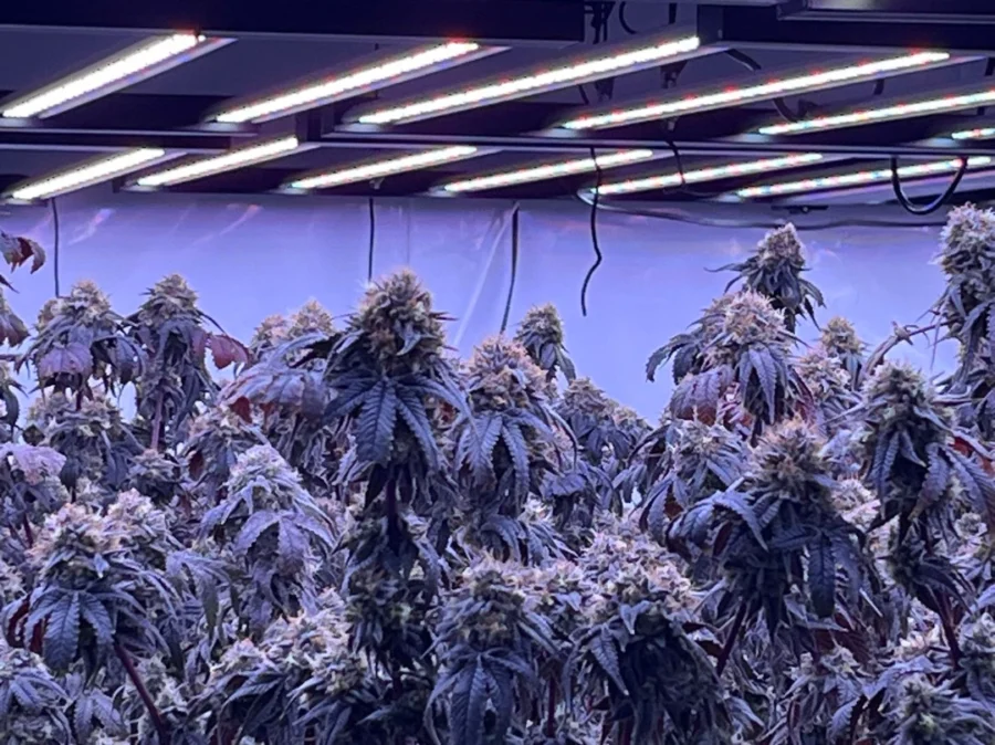 Best LED Grow Light Key Features, Specs and Buying Checklist