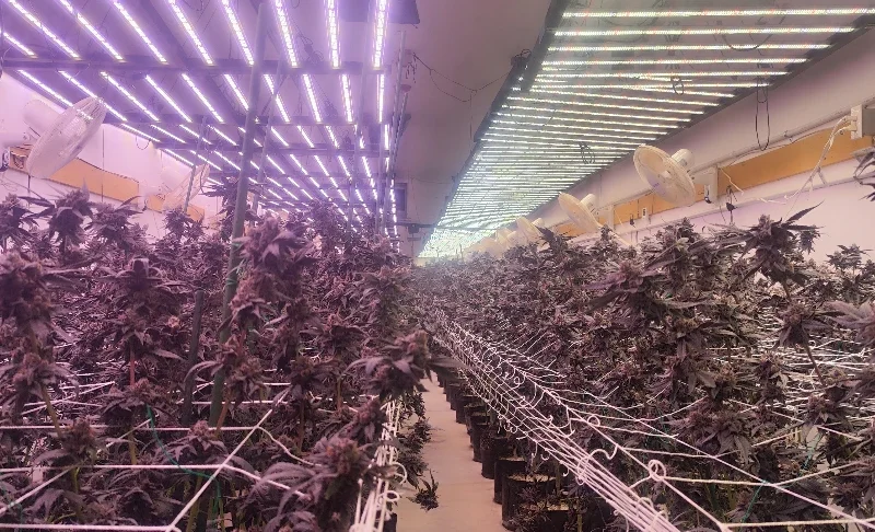Best LED Grow Lights: 2025 Buyer’s Guide and Top Picks