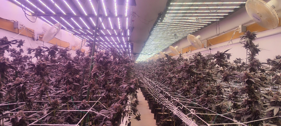 Best LED Grow Lights: 2025 Buyer’s Guide and Top Picks