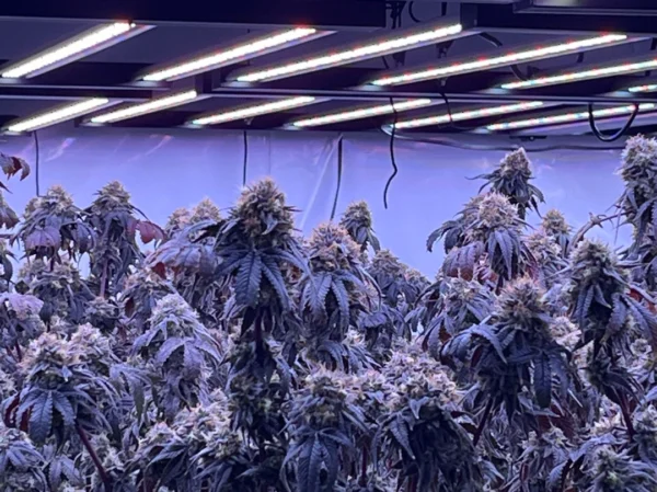 Best LED Grow Lights for Indoor Plants: From Herbs to Houseplants