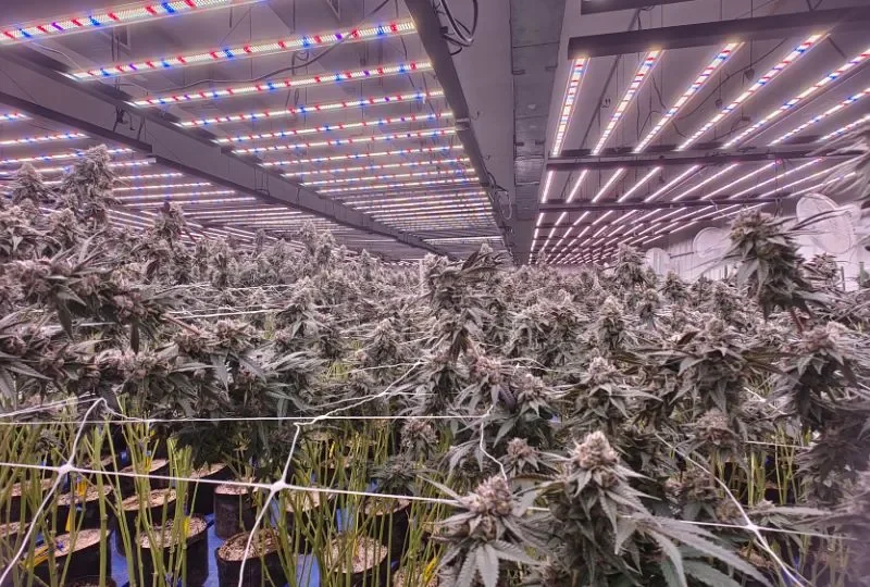 Best LED Grow Lights for Indoor Plants Ranked for 2026