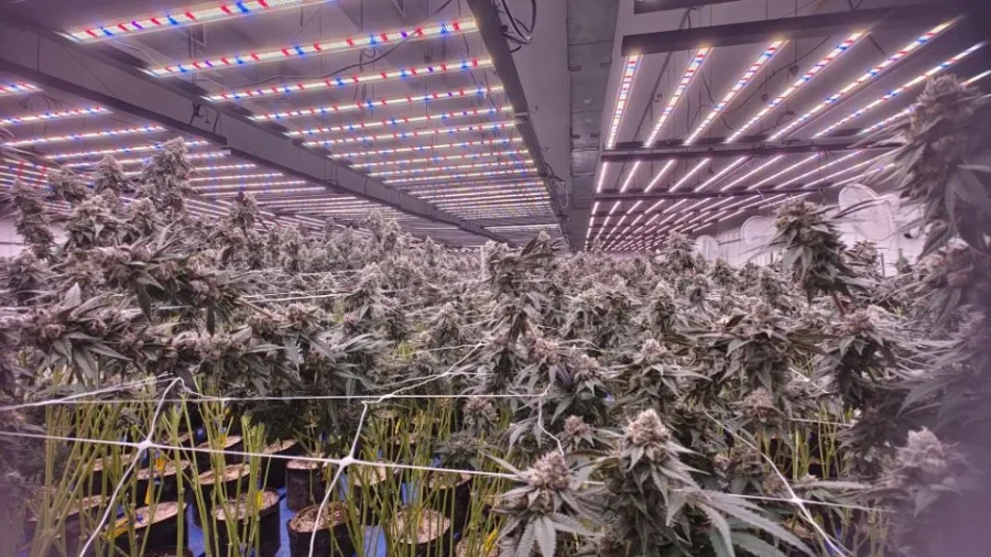 Best LED Grow Lights for Indoor Plants Ranked for 2026