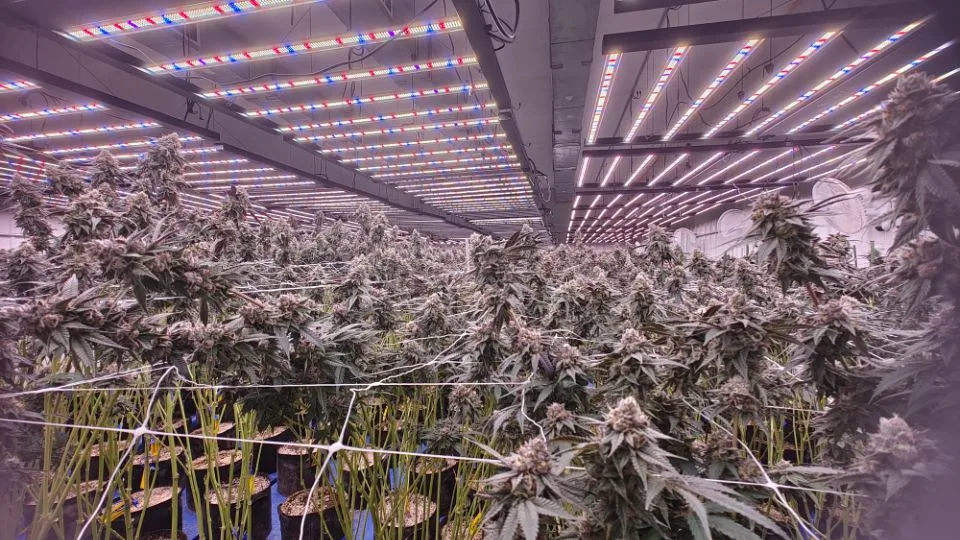 How to Save Money Without Sacrificing Plant Performance