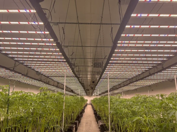 Cannabis LED Grow Lights: Spectrum, Intensity and Safety Basics