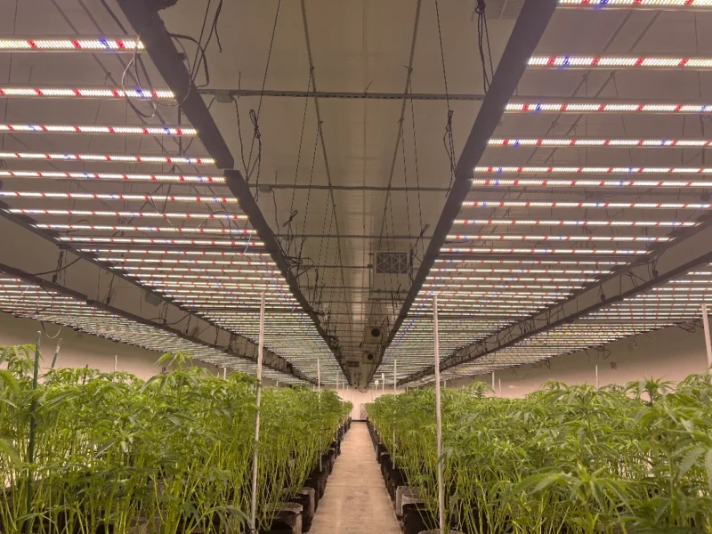 Cannabis LED Grow Lights: Spectrum, Intensity and Safety Basics