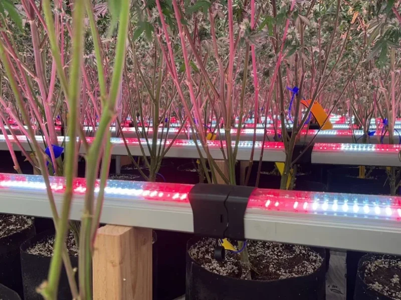 Cheap LED Grow Lights: Hidden Costs and How to Avoid Pitfalls
