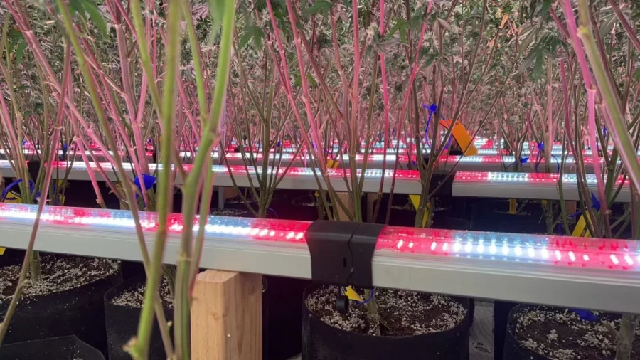 Cheap LED Grow Lights: Hidden Costs and How to Avoid Pitfalls