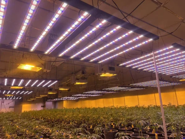 Commercial LED Grow Lights: High-Bay Solutions for Pro Growers