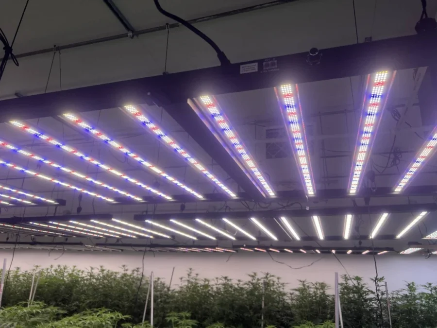 Full Spectrum LED Grow Lights Complete Indoor Growing Guide