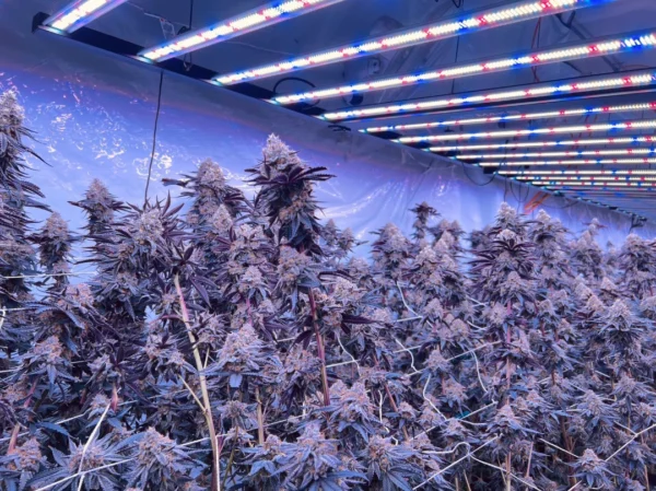 Full Spectrum LED Grow Lights for Indoor Plants: Natural Sunlight Indoors