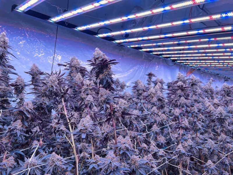 Full Spectrum LED Grow Lights for Indoor Plants: Natural Sunlight Indoors