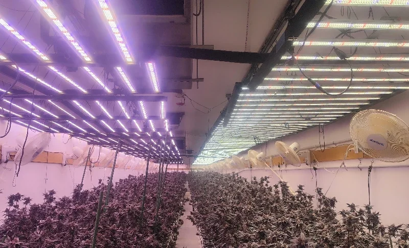 Good LED Grow Lights How to Judge Quality, Efficiency and Value