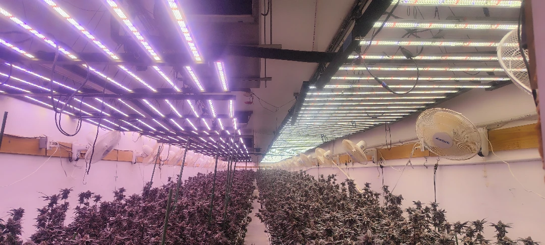 Good LED Grow Lights How to Judge Quality, Efficiency and Value