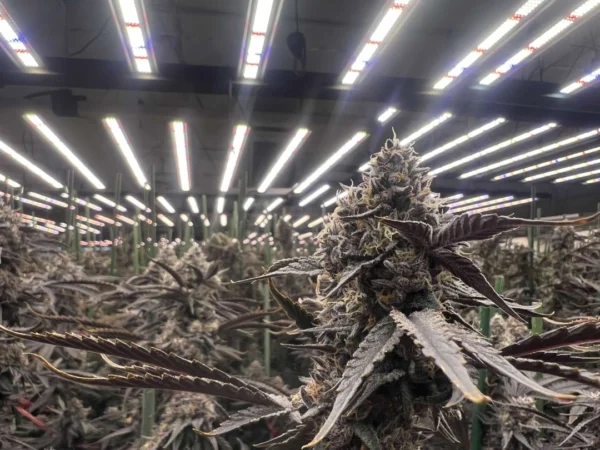 Greenhouse LED Grow Lights: Supplemental Lighting for Year-Round Production