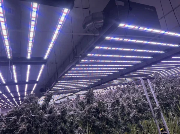 Indoor LED Plant Grow Light Coverage, Hanging Height and Tips