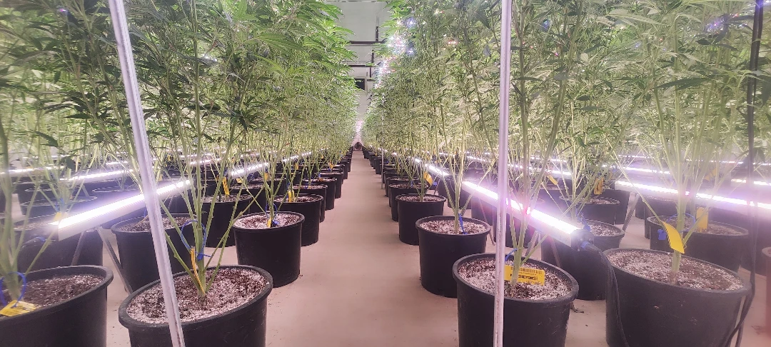 LED Grow Light Bar: Slim, Stackable Lights for Vertical Growing