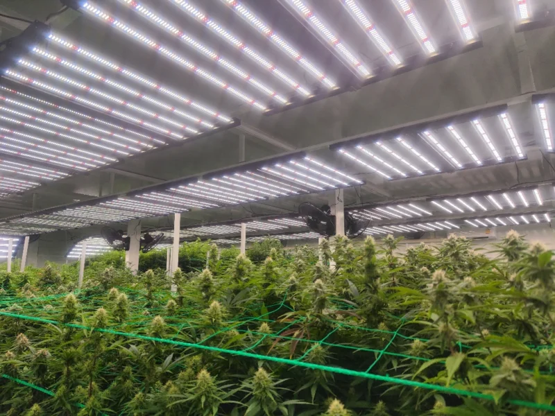 unable Spectrum LED Grow LightsCoverage and Power Needs