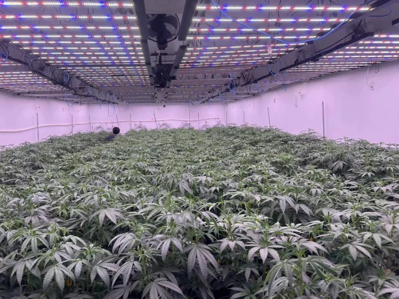 LED Grow Lights for Seedlings Gentle Light for Strong Starts