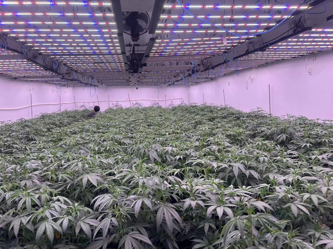 Choosing the Right Greenhouse LED Grow Light System