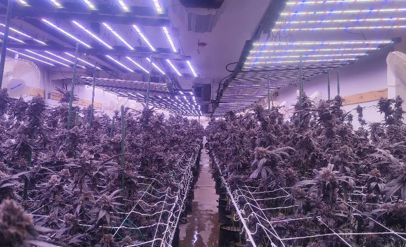 Most Efficient LED Grow Lights High PPFD, Low Power Consumption Guide