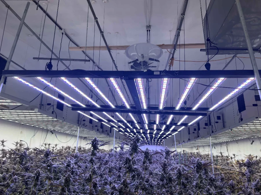 Setting Up and Using Grow Lights Effectively