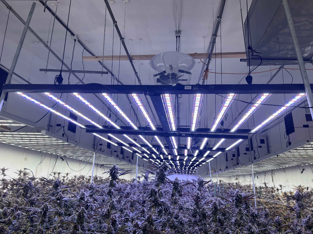 Setting Up and Using Grow Lights Effectively