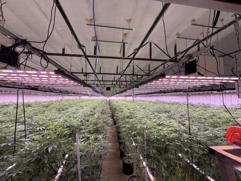 Cannabis Grow Lights