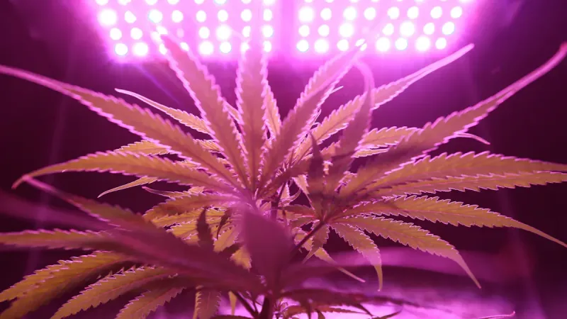 Cannabis Lighting Recipe