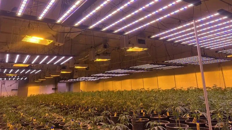 Commercial Implementation & ROI Analysis