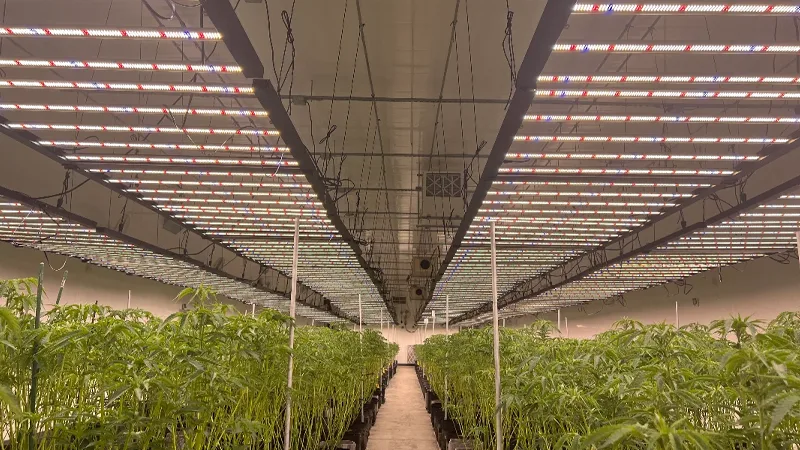 LED Grow Light Manufacturer