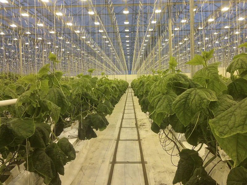 LED Supplemental Lighting